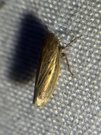 Amplicephalus osborni