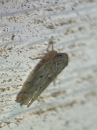 Atanus perspicillatus