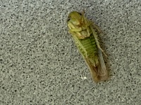 Chlorotettix galbanatus