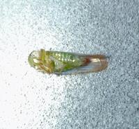 Chlorotettix galbanatus