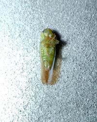 Chlorotettix galbanatus
