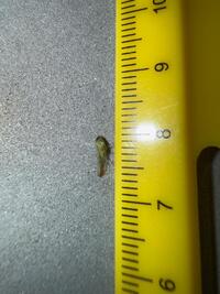 Chlorotettix galbanatus