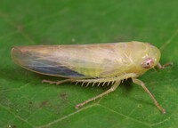 Chlorotettix leersius n. sp.