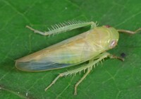 Chlorotettix leersius n. sp.