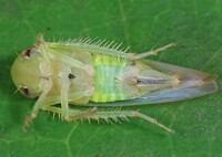 Chlorotettix leersius n. sp.