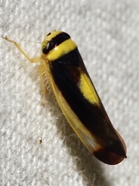 Colladonus furculatus