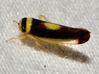 Colladonus furculatus