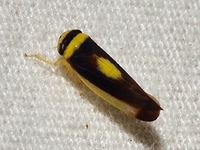 Colladonus furculatus