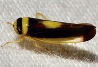 Colladonus furculatus