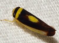 Colladonus furculatus