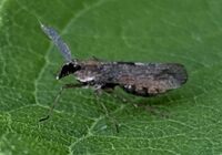 Copicerus irroratus