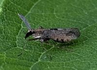Copicerus irroratus