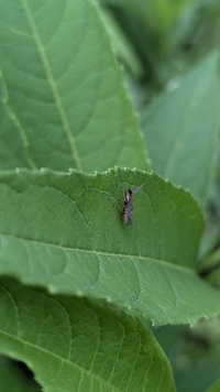 Copicerus irroratus