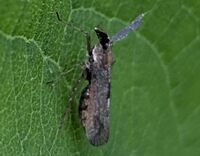 Copicerus irroratus
