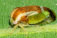 Cyrtolobus flavolatus