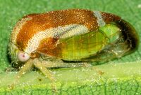 Cyrtolobus flavolatus