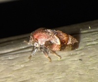 Cyrtolobus pallidifrontis