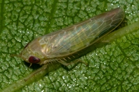 Doleranus vividus