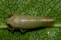 Doleranus vividus
