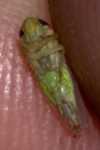 Doleranus vividus