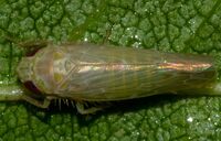 Doleranus vividus