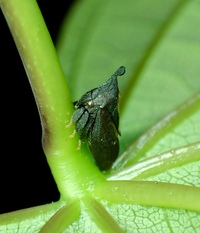 Enchenopa on-cercis
