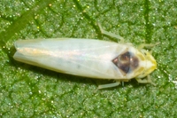 Erythridula pfrimmeri