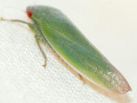 Gyponana geminata