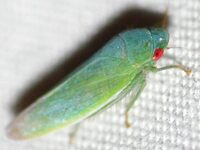 Gyponana geminata