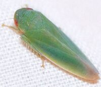 Gyponana geminata