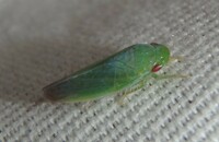 Gyponana geminata