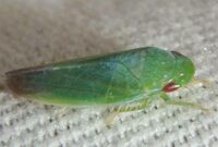 Gyponana geminata