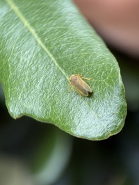 Jikradia melanota