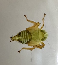 Jikradia olitoria