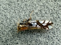 Liburniella ornata
