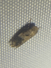 Menosoma cinctum