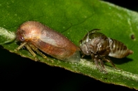 Ophiderma flavicephala