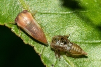 Ophiderma flavicephala