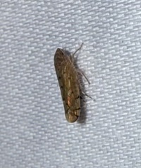 Osbornellus unidentified species