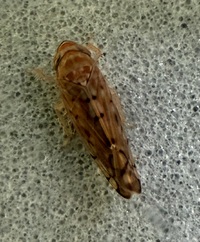 Osbornellus unidentified species