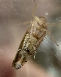 Osbornellus unidentified species
