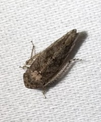 Paraphlepsius unidentified species