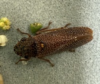 Paraulacizes irrorata