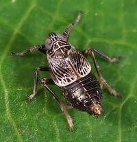 Pissonotus albovenosus