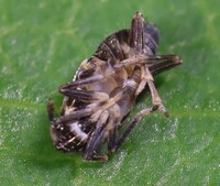Pissonotus albovenosus