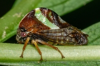 Smilia fasciata