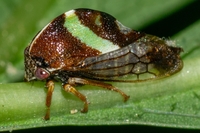Smilia fasciata