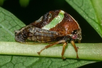 Smilia fasciata