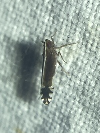 Stenocranus acutus