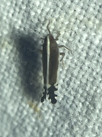Stenocranus acutus